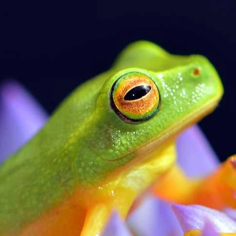 A green frog on a flower